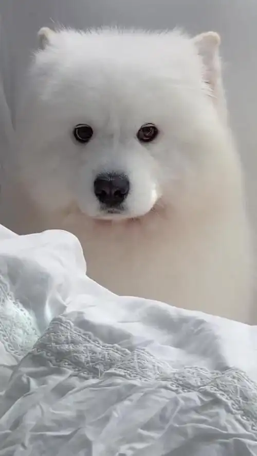 来看双眼皮小狗的歪头杀,超可爱