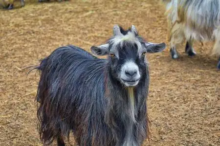 宠物山羊墨西哥塔滑索附近的小型长毛宠物山羊, 有牛角的乡村农场照片