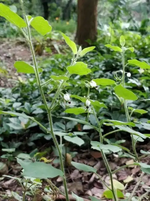 走进百草园丨清热利湿的白英知多少