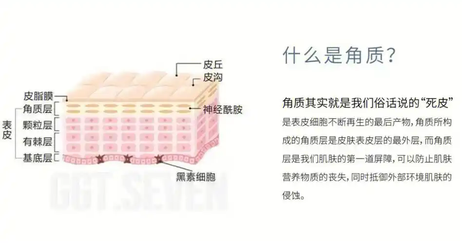 俗话说的死皮,是表皮细胞不断再生的最后产物,角质所构成的角质层是