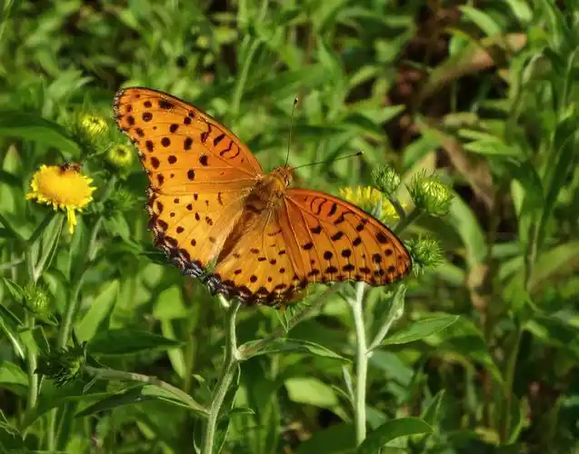 蝴蝶飞飞春天里