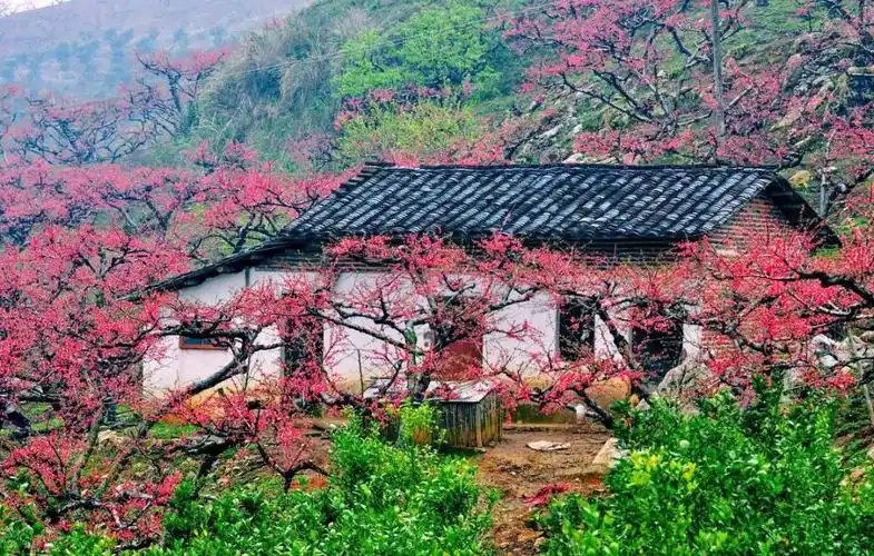 中国最美10大桃花观赏胜地