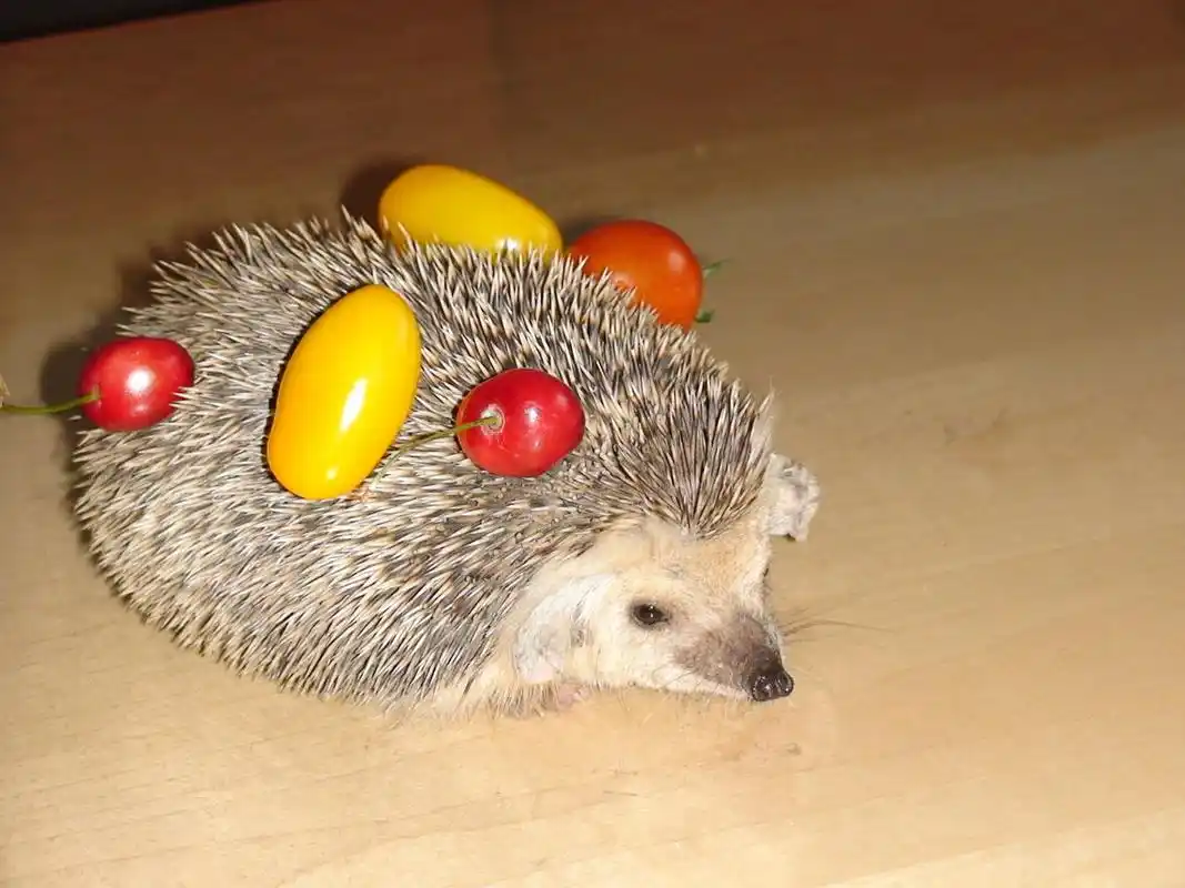 萌萌哒小刺猬壁纸_非常可爱的小刺猬_动物壁纸