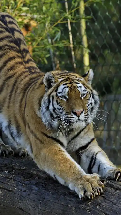 壁纸 老虎,爪,伸懒腰,动物园 5120x2880 uhd 5k 高清壁纸, 图片, 照片