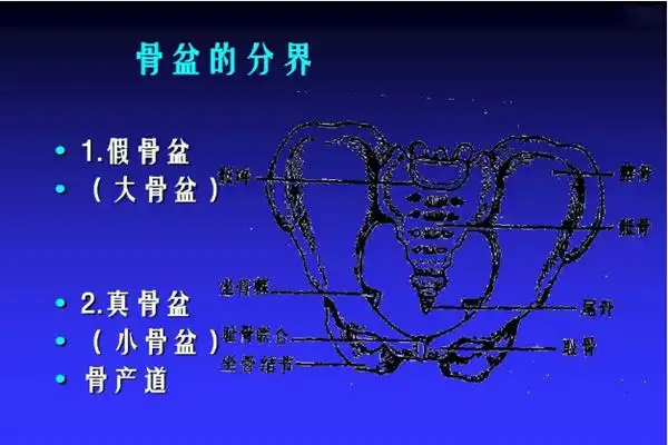 骨盆的分界