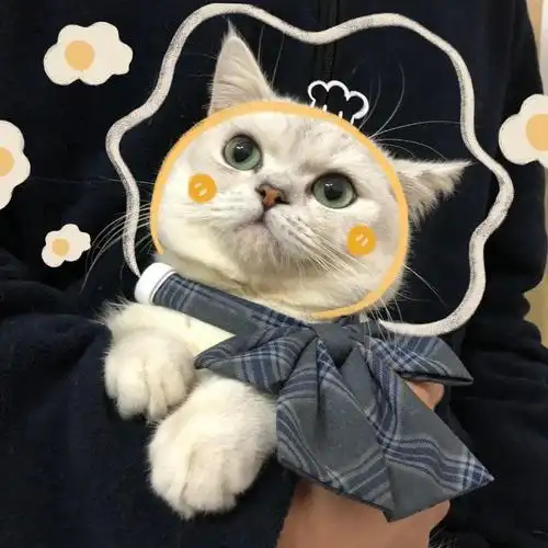 2021最新可爱的猫咪情侣头像一左一右