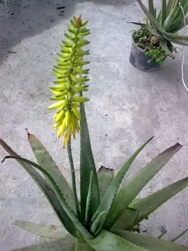 是可爱           阳城干部 | 发布于2016-03-18 17:50  评论 芦荟花