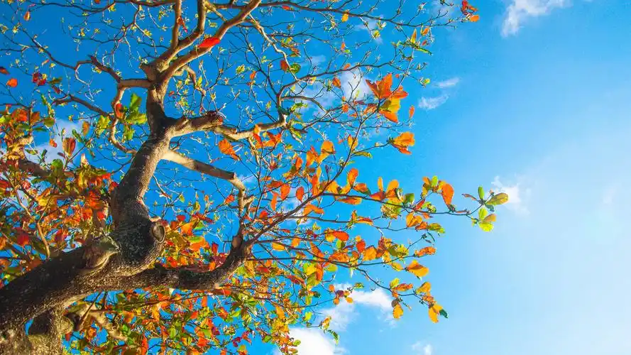 秋天赏红枫高清风景电脑桌面壁纸(二)