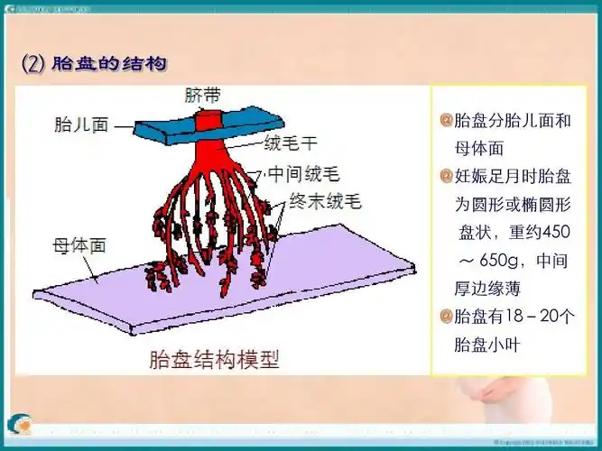 ⑵ 胎盘的结构 @胎盘分胎儿面和 母体面 @妊娠足月时胎盘 为圆形或
