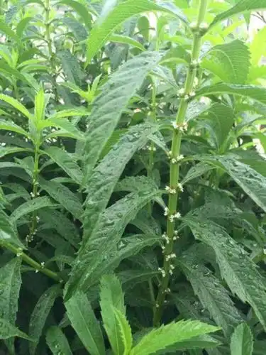 地笋一种什么样的植物