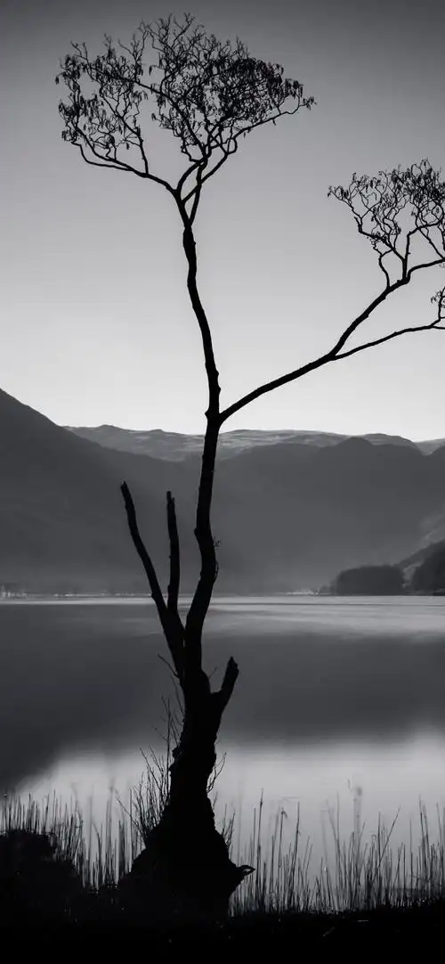 树,山,湖,黑白图片 iphone 壁纸