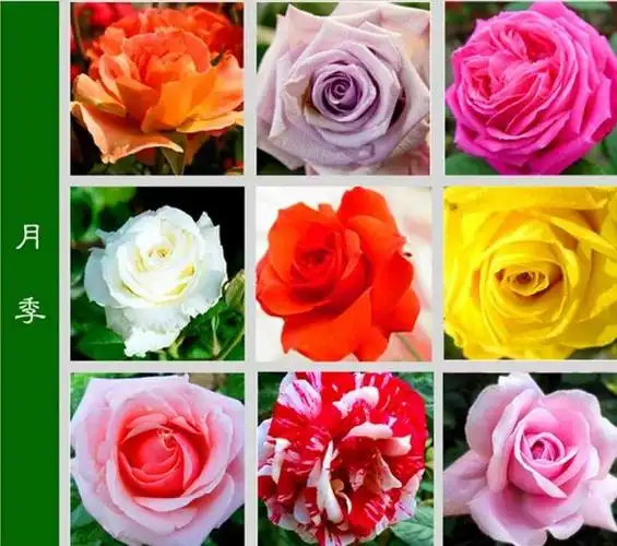 多姿多彩==百花名称