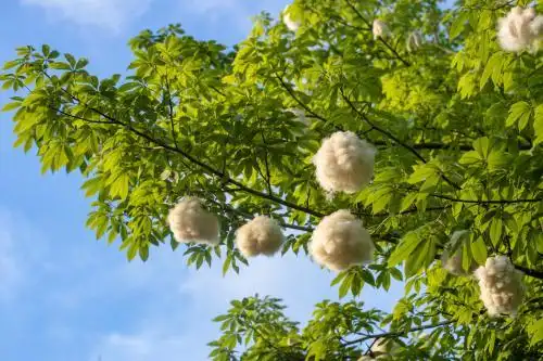 夏天飘落的异木棉花絮