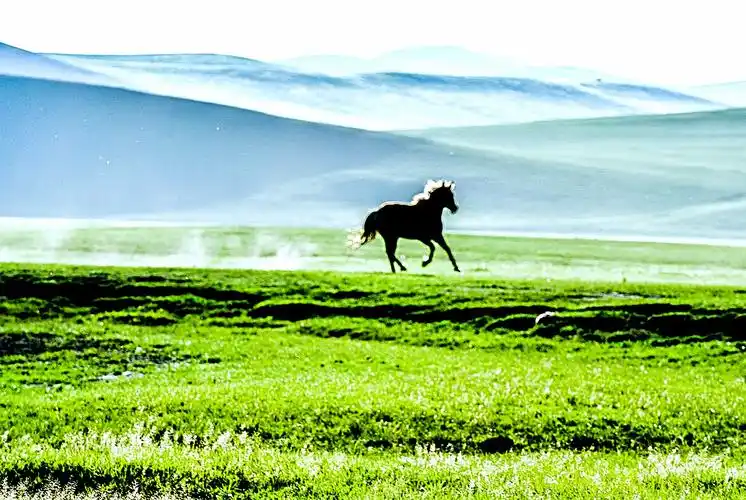 草原骏马