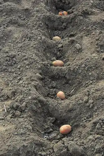 土豆,桶,种植,春天,丰收,冬天