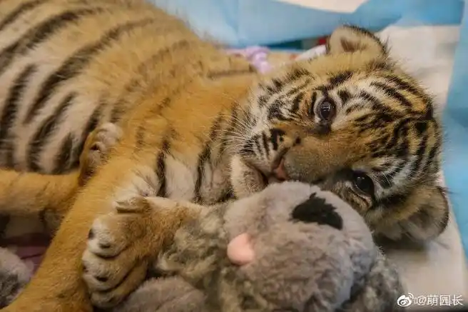 小老虎睡觉有多可爱