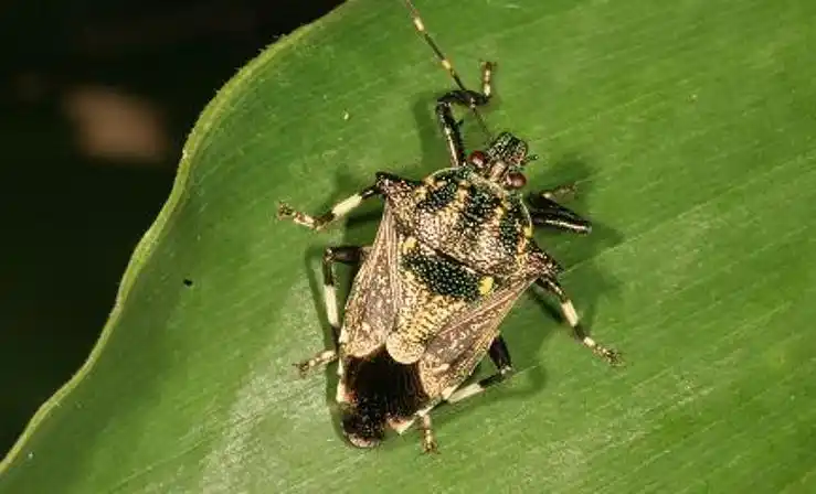 eocanthecona concinna