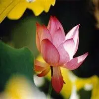 佛头像图片大全意境莲花【点击鼠标右键下载】