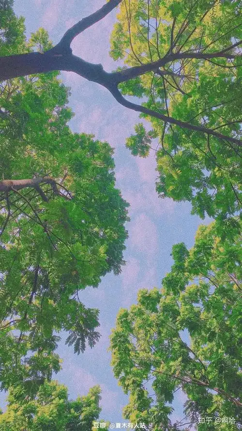 有哪些极富美感的绿色系壁纸