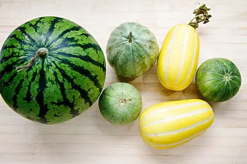西瓜和甜瓜