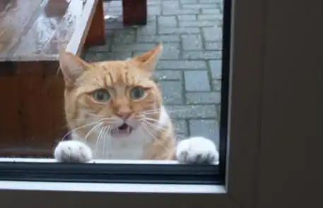 外面下起雨!橘白猫趴窗台「苦脸八字眉」叫主人开门