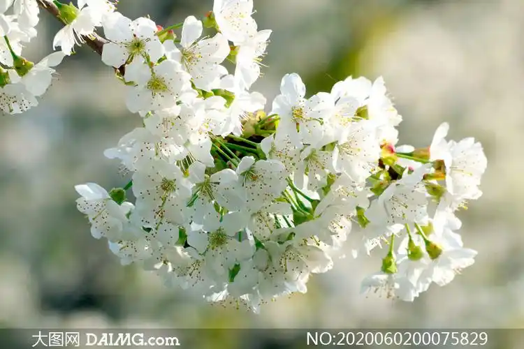 梨花盛开摄影图片