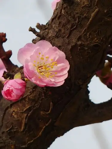 把此帖设为精华,作者 50经验梅花和傲骨,好选材,好构图------"丰后"梅