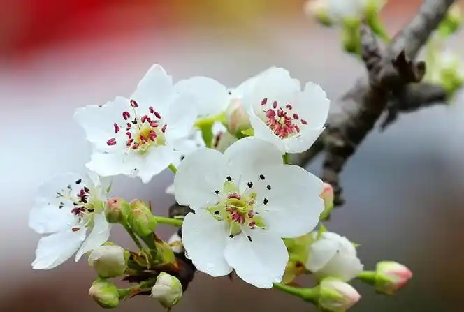 赏花正当时天府新区梨花节正式开幕