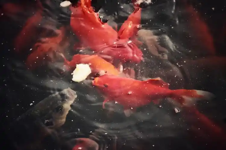 喂荷塘金鲤鱼《首发》