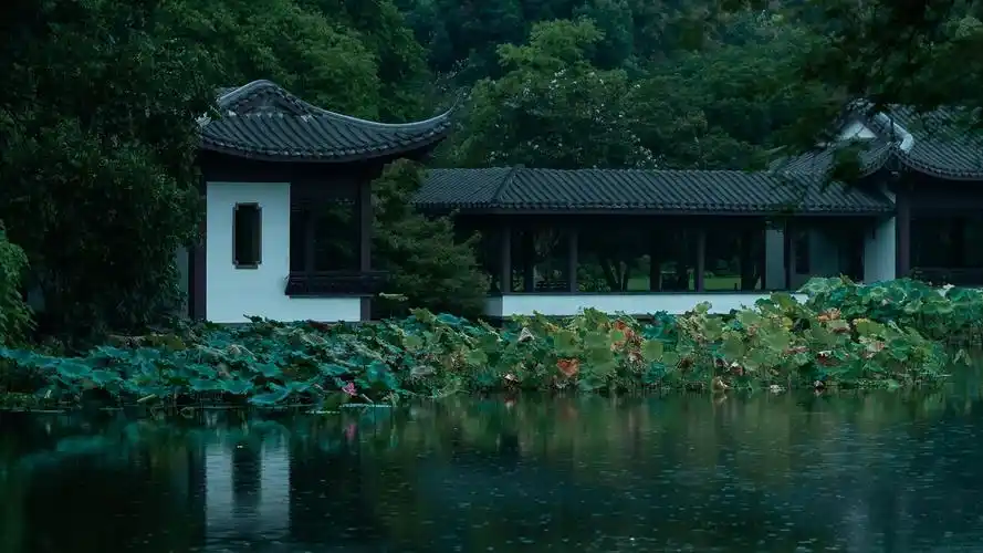 杭州西湖曲院风荷雨中美景