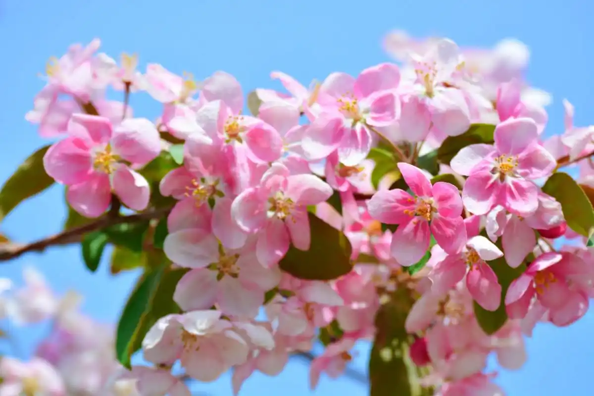 淡粉色海棠花,原创拍摄