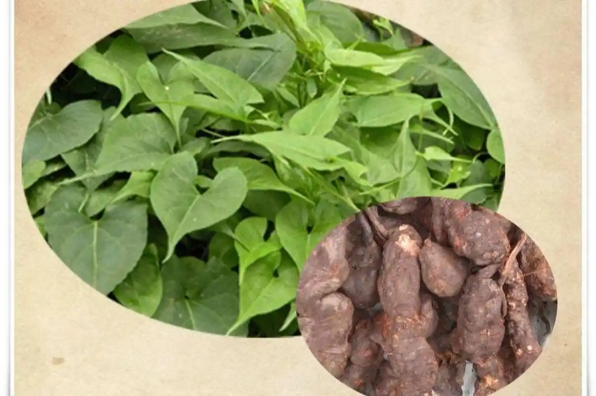 中药材—何首乌 又名:首乌,赤首乌,铁秤砣 中药材何首乌是一味补虚药