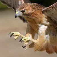 霸气的老鹰头像图片_微信头像图片大全