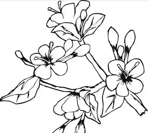 易学的花卉简笔画