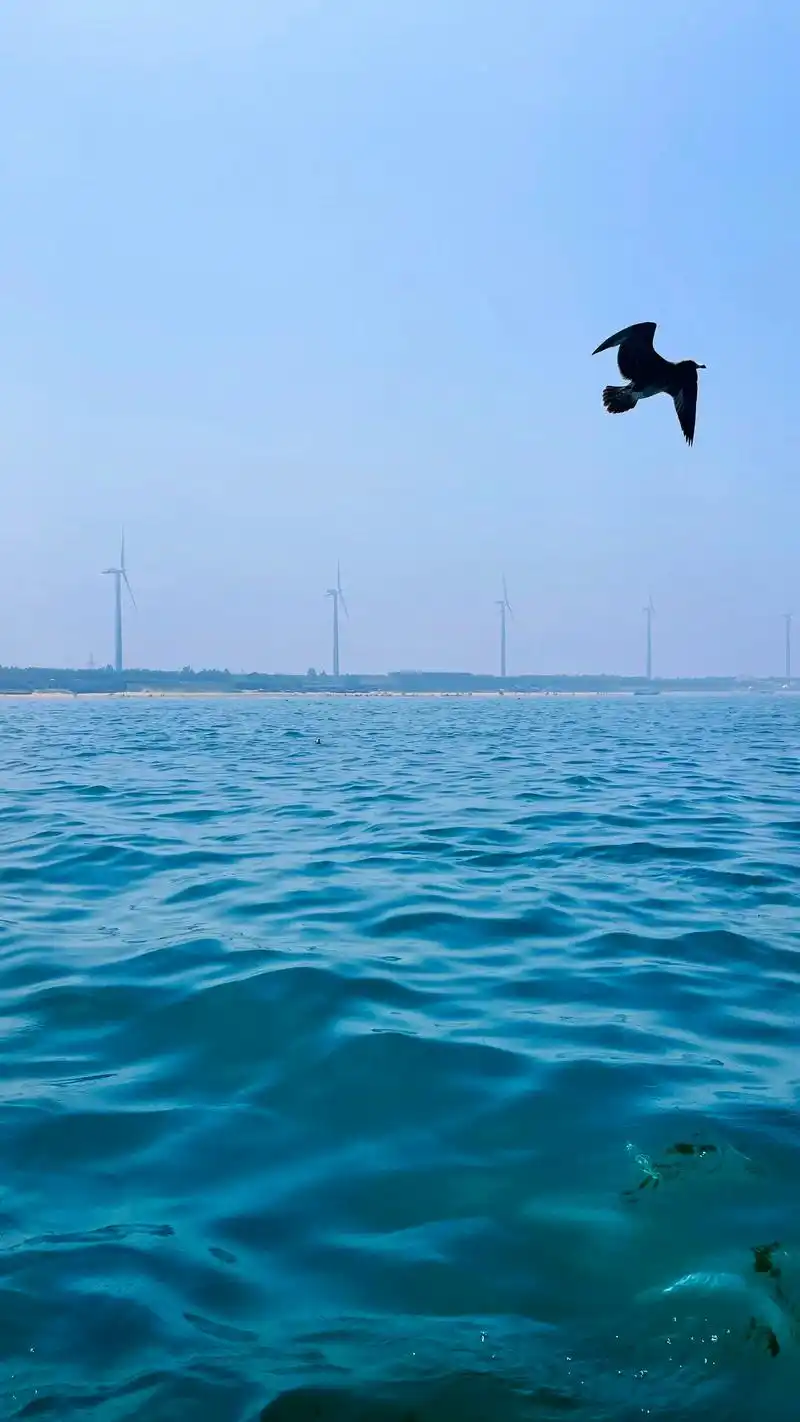 海鸥 #一起看海 壁纸来了 - 抖音