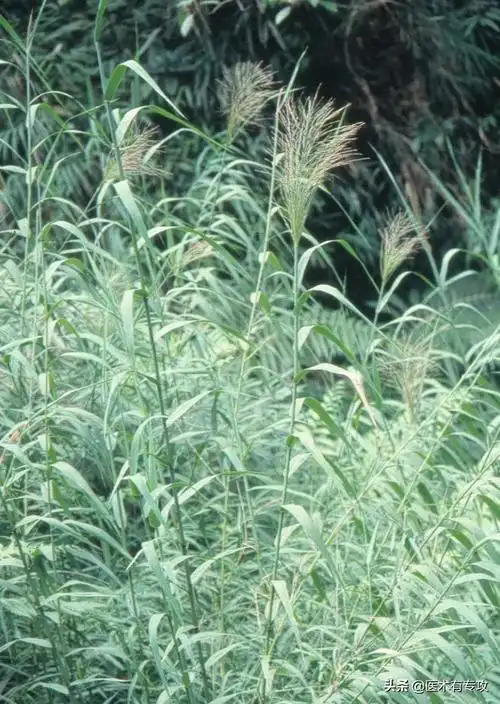 每天认识一味中药--芦根