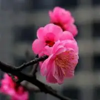 美丽的红梅花头像图片_微信头像图片大全