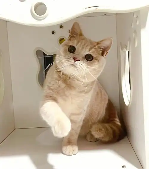 英短乳色乳色英短弟弟