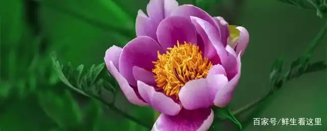 牡丹花的种子怎样种植