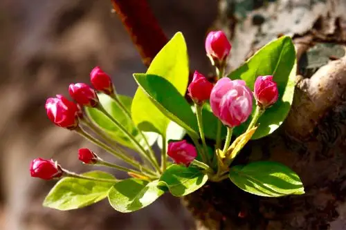 北京北土城的海棠花溪,每年的春季是她最美的季节,花溪两岸28种5000余