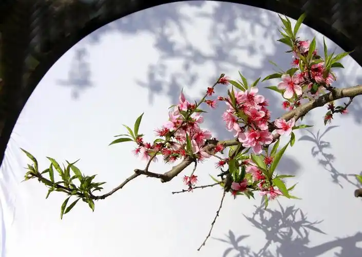 桃花(略有创意)