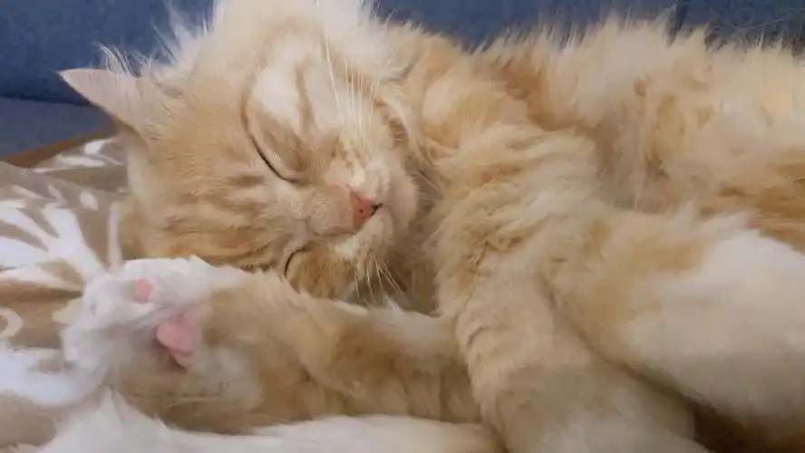 劈腿式睡觉_猫咪_沈阳攻略_猫咪睡觉_宠物_猫_晒猫