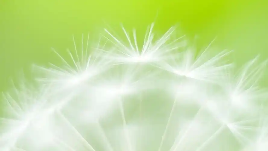 小清新简约花卉高清桌面壁纸