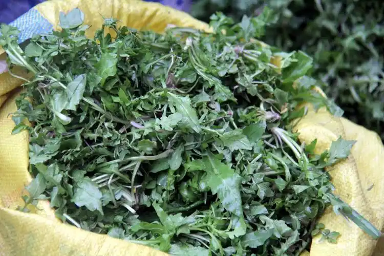 安徽芜湖江南水乡的春天好美乡村的野菜真香