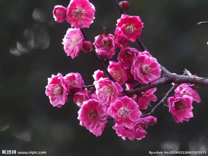 梅花图片