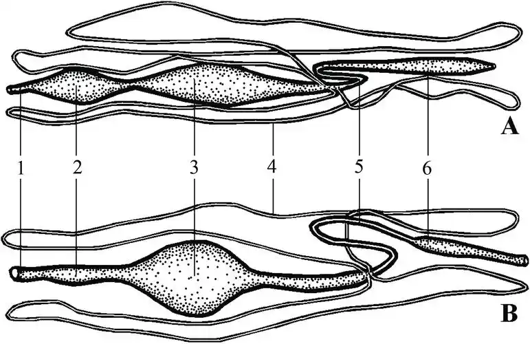 黄粉虫的内部解剖结构包括消化系统,生殖系统,呼吸系统,神经系统,循环