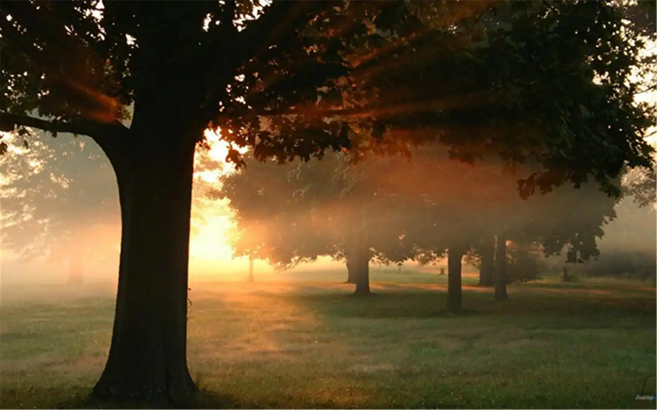 治愈系小清新明媚阳光穿过森林绿色护眼桌面壁纸(三)