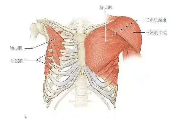健美最理想的胸部肌肉形状有趣肌肉绰号之七装甲胸纯干货