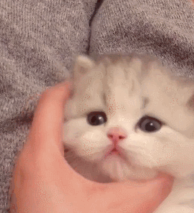 272_299gif 动态图 动图