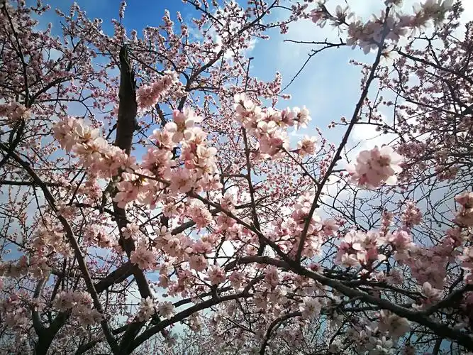 春色满园,桃花满天飞,人在桃花园,心随桃花美